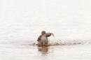 Redshank bathing. Aug. '16.