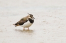 Lapwing paddling in the rain. Aug. '16.