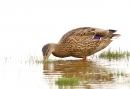 Fem.Mallard feeding. Aug. '16.