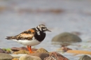 Turnstone. Aug. '16.