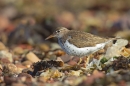Spotted Sandpiper 2. Aug. '16.