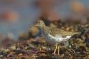 Spotted Sandpiper 1. Aug. '16.