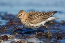 Dunlin at the tideline. Aug. '16.