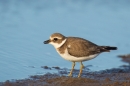 Juvenile Ringed Plover feeding. Sept. '16.