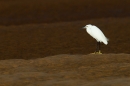 Little Egret stood on sand. Sept. '16.