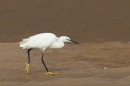 Little Egret walking on sand. Sept. '16.