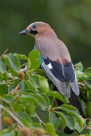 Jay on beech branch 1. Sept. '16.