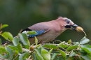 Jay with beech nut. Sept. '16.