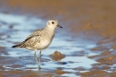 Grey Plover on wet sand. Oct.'16.