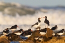 Oystercatchers and Turnstones. Oct. '16.