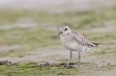 Grey Plover 3. Oct. '16.