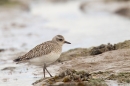 Grey Plover 1. Oct. '16.