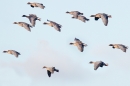 Pink footed Geese in flight 2. Nov. '16.