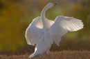 Whooper Swan with raised wings. Nov. '16.