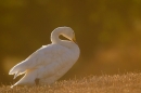 Backlit Whooper Swan. Nov. '16.