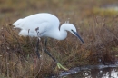 Little Egret hunting. Dec. '16.