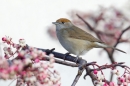 Fem.Blackcap on rowan. Dec. '16.