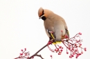 Waxwing on rowan 4. Jan. '17.