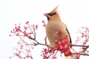 Waxwing on rowan 3. Jan. '17.