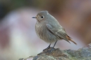 Black Redstart 3. Jan. '17.