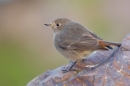 Black Redstart 2. Jan. '17.