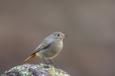 Black Redstart. Jan. '17.