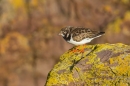 Turnstone on lichen rock. Jan. '17.