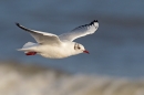 Black headed Gull flying over sea. Jan '17.