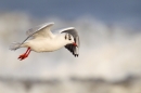 Black headed Gull flying over surf. Jan '17.