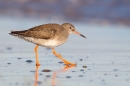 Redshank striding out. Jan '17.