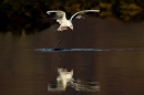 Hovering Black headed Gull and reflection. Jan '17.