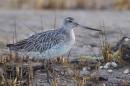 Bar tailed Godwit in grasses. Feb '17.