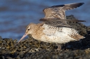 Bar tailed Godwit with raised wings. Feb '17.