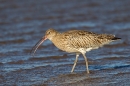 Curlew feeding 2. Feb '17.