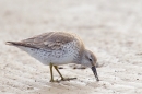 Knot probing. Feb '17.