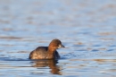 Little Grebe. Feb '17.