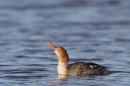 Female Goosander looking up. Feb '17.