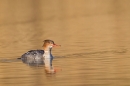 Female Goosander on golden pond 1. Feb '17.