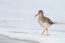 Redshank wading ashore. Feb '17.