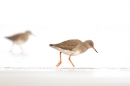 Redshanks,high key. Feb '17.