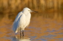 Little Egret and reed reflections. Mar '17.