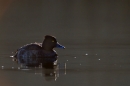 Female Tufted duck. Mar '17.