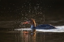 Female Goosander and spray. Mar '17.