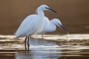 2 Little Egrets and a fish. Mar '17.