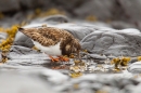 Turnstone feeding at rock pool. Mar '17.