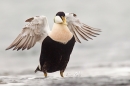 Male Eider raising wings. Mar '17.