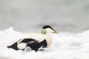 Male Eider duck in surf. Mar '17.