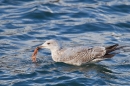 Juvenile Gull feeding on prawn. Mar '17.