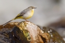 Grey Wagtail. Apr '17.