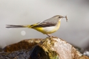 Grey Wagtail with prey. Apr  '17.